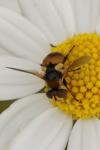 Cistogaster globosa