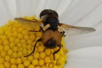 Cistogaster globosa