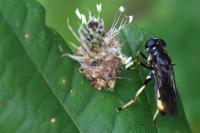 Xylota sylvarum