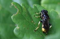 Xylota sylvarum