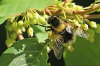 Volucella bombylans