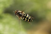 Scaeva selenitica