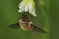 Bombylius