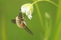 Bombylius