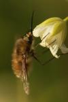 Bombylius