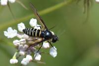 Lomatia lateralis