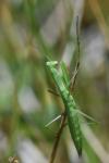 Mantis religiosa