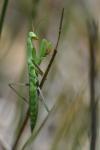 Mantis religiosa