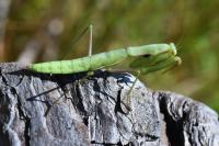 Mantis religiosa