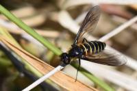 Lomatia lateralis
