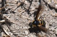 Lomatia lateralis