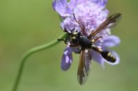 Physocephala rufipes