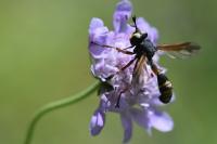 Physocephala rufipes