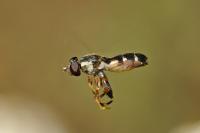 Syritta pipiens