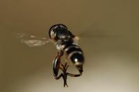 Syritta pipiens