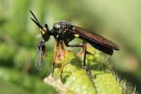 Dioctria