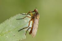 Empis livida