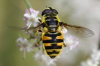 Myathropa florea