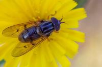 Ferdinandea cuprea