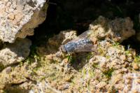 Tabanus