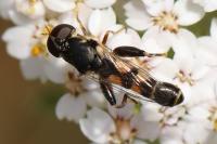 Syritta pipiens