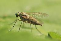 Chrysopilus asiliformis
