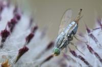 Terellia longicauda