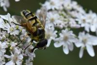 Myathropa florea
