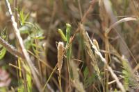 Mantis religiosa
