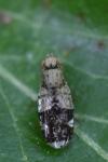 Tephritis formosa