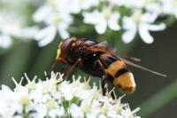 Volucella zonaria