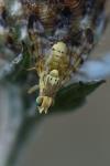Terellia tussilaginis