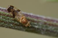 Tephritis bardanae