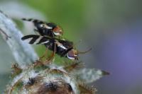 Urophora quadrifasciata