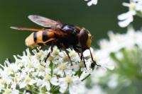 Volucella zonaria