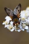 Ectophasia crassipennis