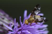 Oxyna flavipennis