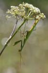 Mantis religiosa
