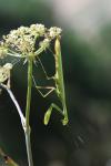 Mantis religiosa