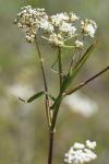 Mantis religiosa