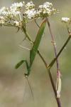 Mantis religiosa