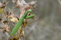 Mantis religiosa