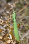 Mantis religiosa