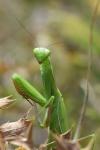 Mantis religiosa