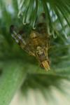 Terellia tussilaginis