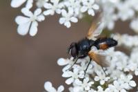 Clairvillia biguttata