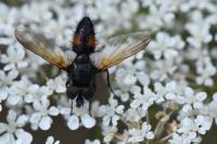 Clairvillia biguttata