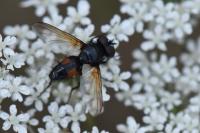 Clairvillia biguttata