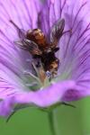 Sicus ferrugineus