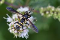 Conops flavipes